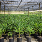 Palma konopná  (Trachycarpus fortunei) - výška 60-80 cm, výška kmeňa 10-15 cm, kont. C10L  (-17°C) 